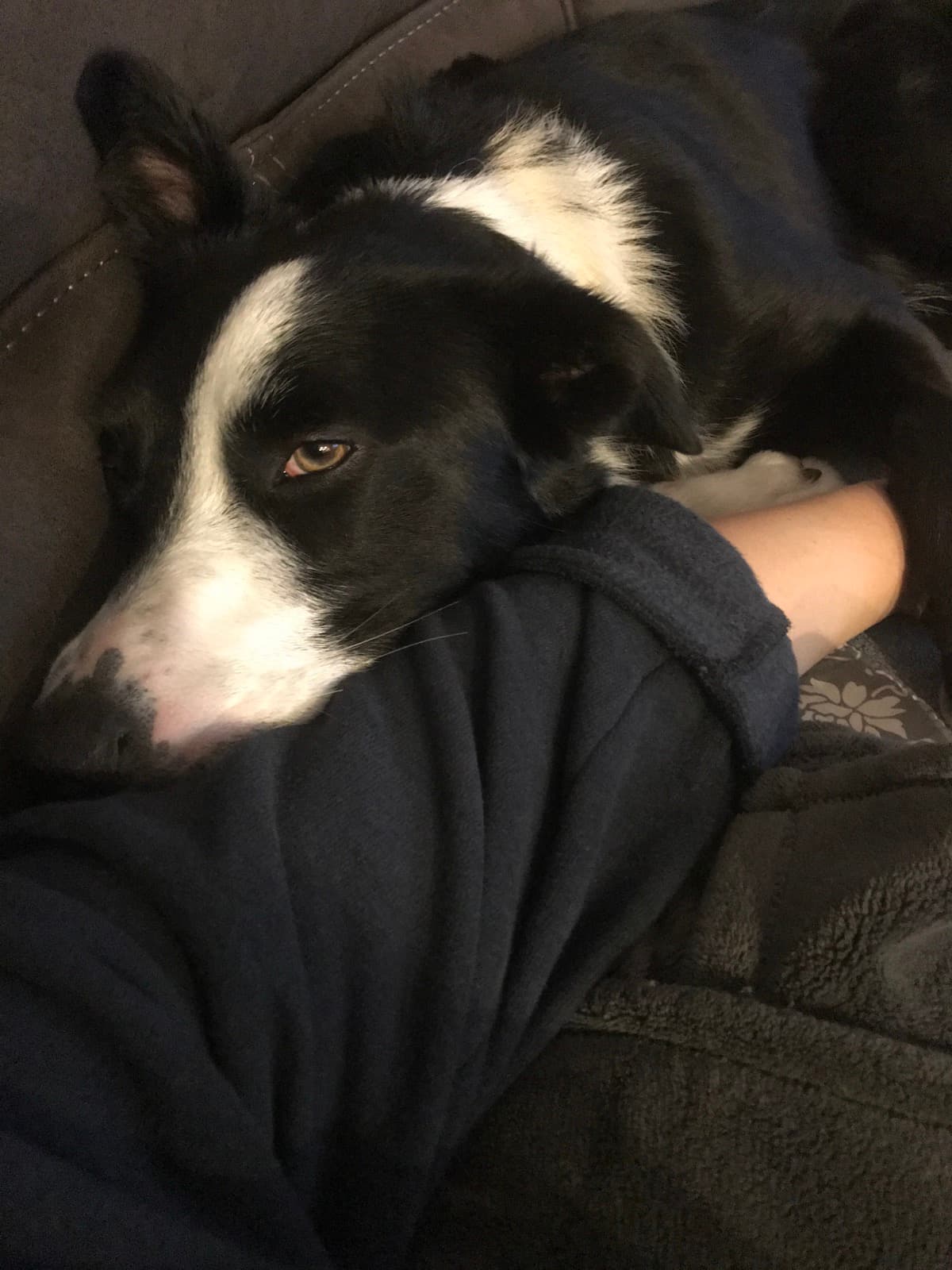 Schubert cuddling close on the couch.