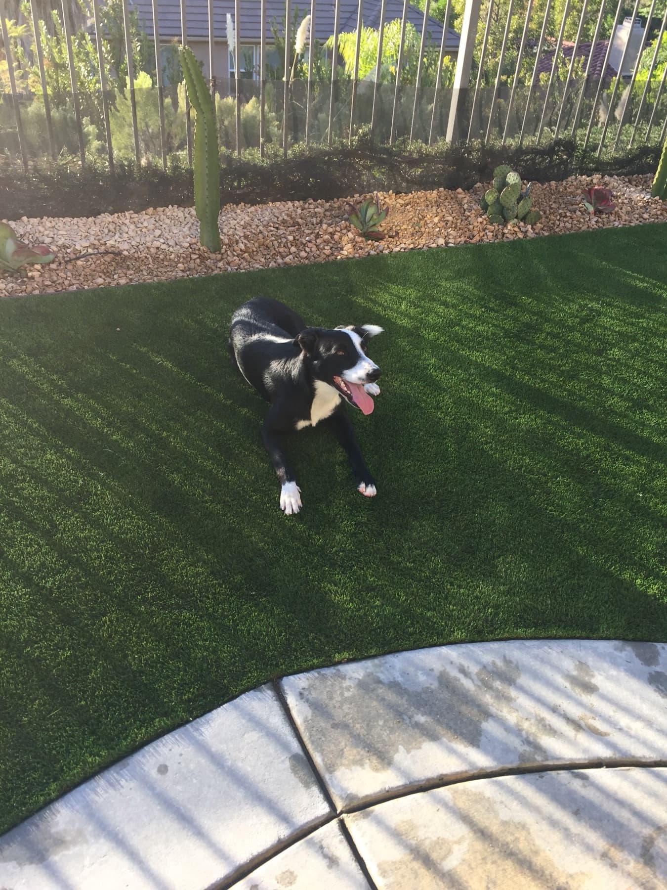Schubert relaxing outside on bright green grass.