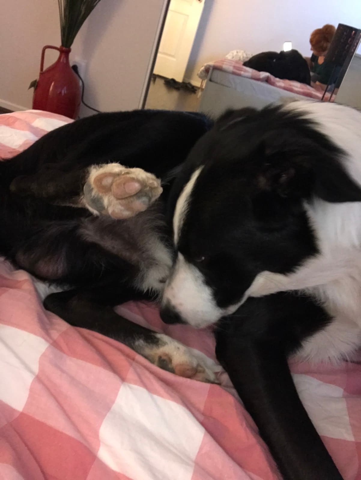 Schubert relaxing on a bed in a silly pose.